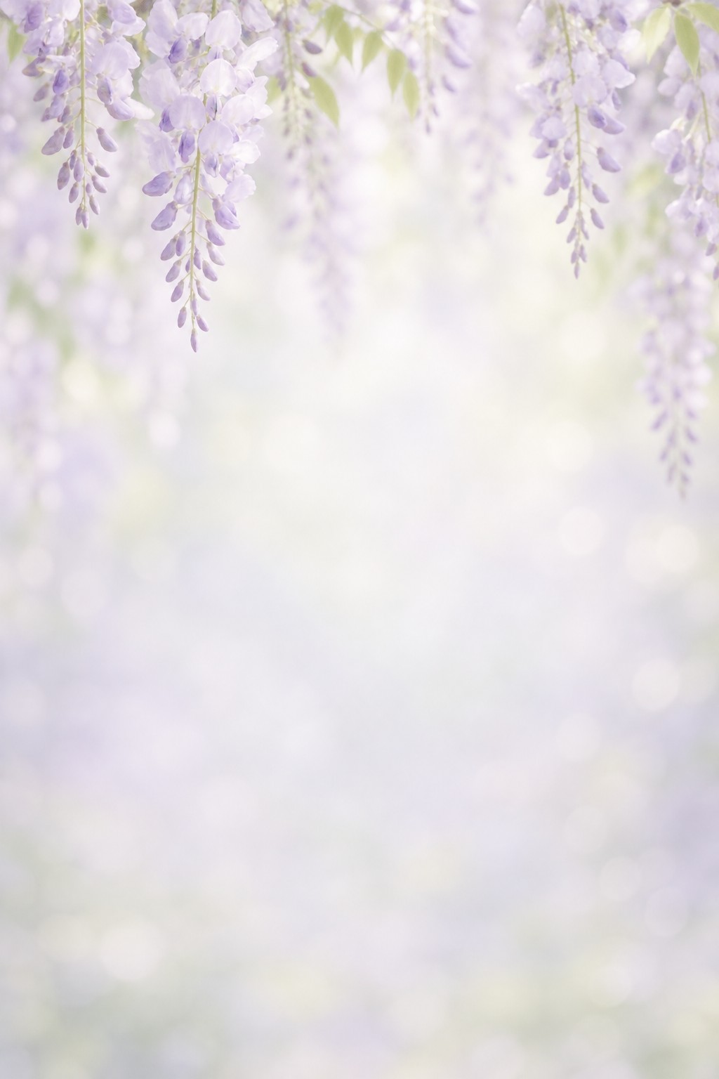遺影の背景素材「藤の花」（人物なし）